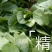 大量精品菠菜上市，本公司常年购销叶菜。。。