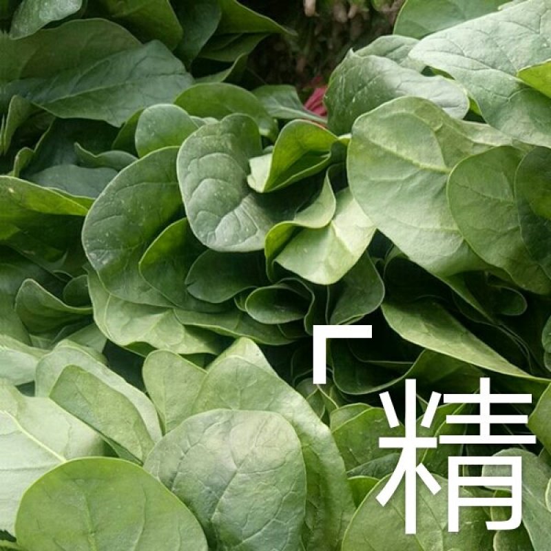 大量精品菠菜上市，本公司常年购销叶菜。。。