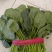 大量精品菠菜上市，本公司常年购销叶菜。。。