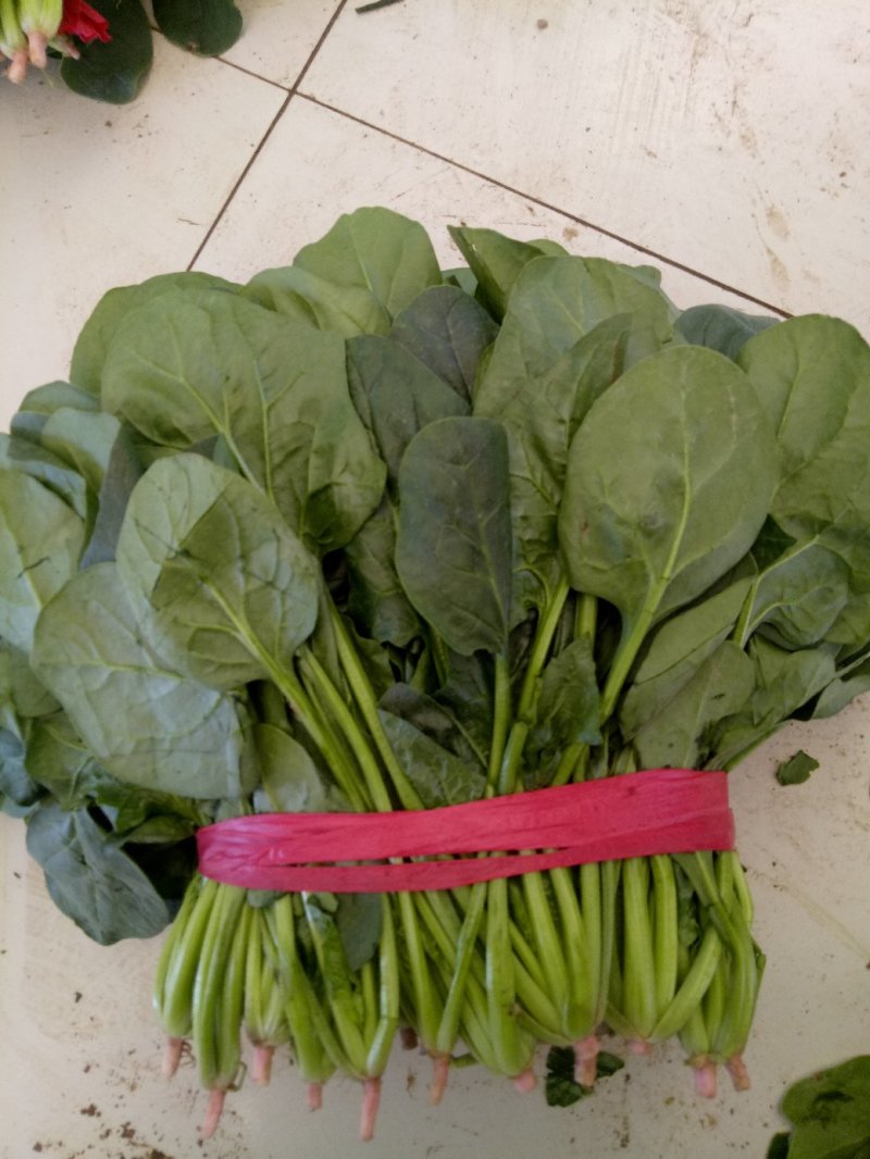 大量精品菠菜上市，本公司常年购销叶菜。。。