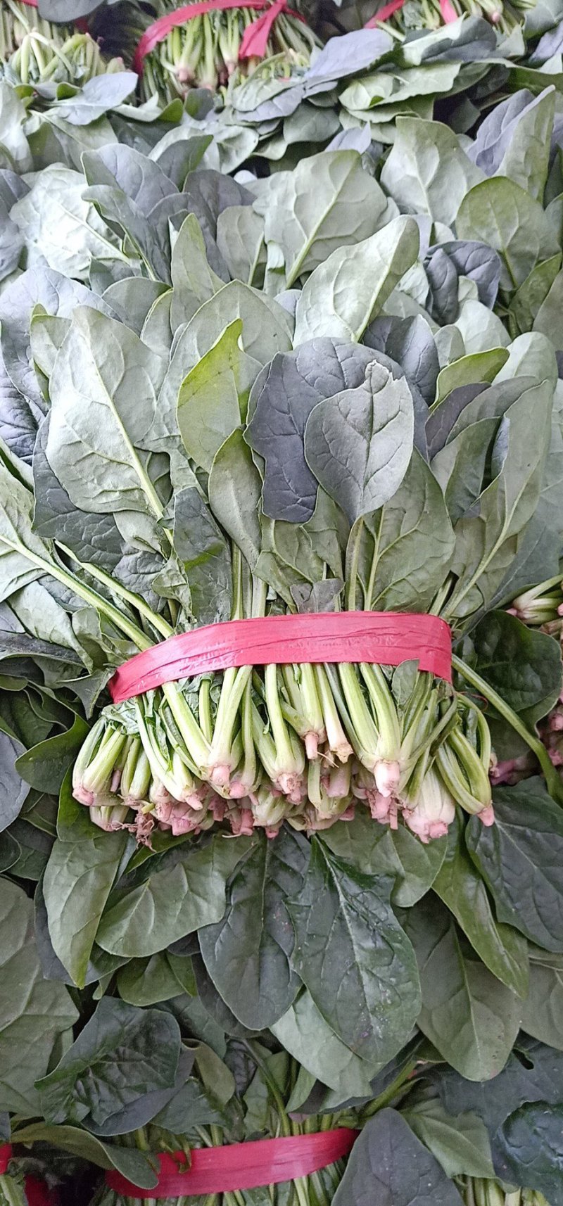 大量精品菠菜上市，本公司常年购销叶菜。。。
