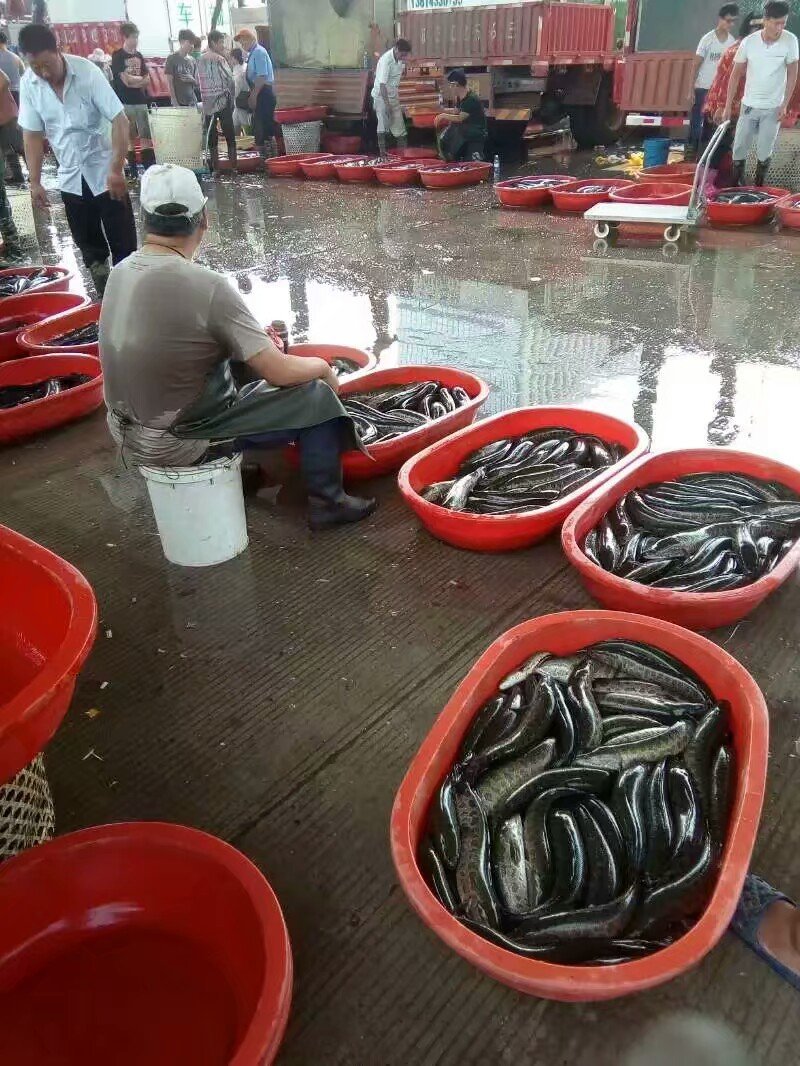黑鱼