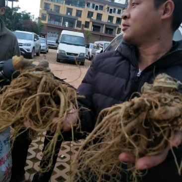 三七