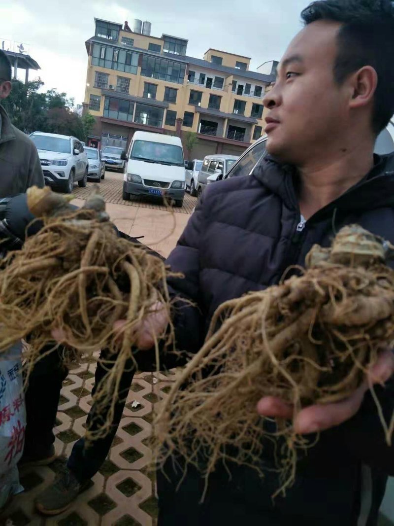三七