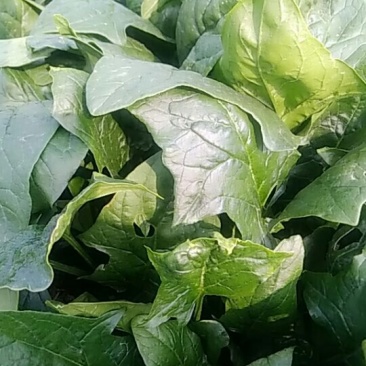 菠菜