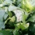 菠菜