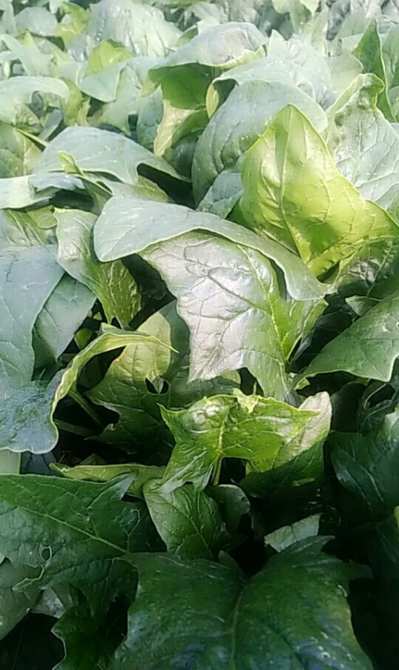 菠菜