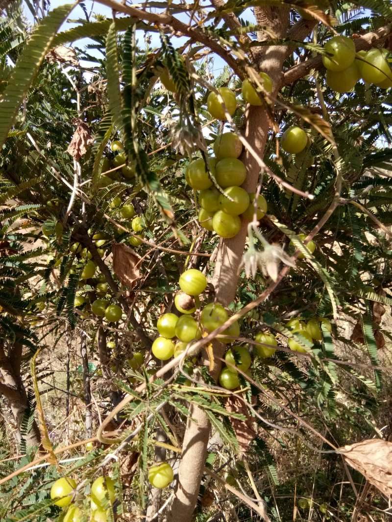 橄榄
