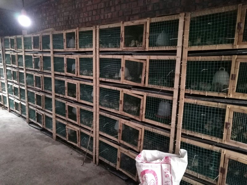 长年出售土鸡绿壳蛋鸡脱温苗，成品鸡！（省市县检验合格）