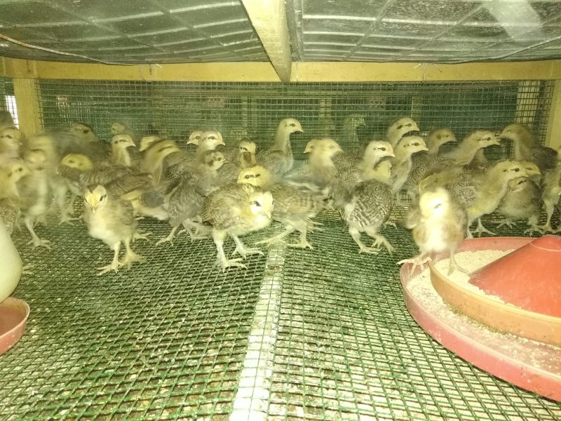 长年出售土鸡绿壳蛋鸡脱温苗，成品鸡！（省市县检验合格）