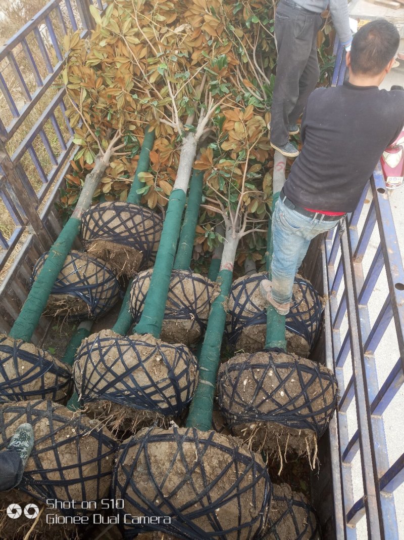 广玉兰，12公分精品广玉兰量最下的广玉兰基地