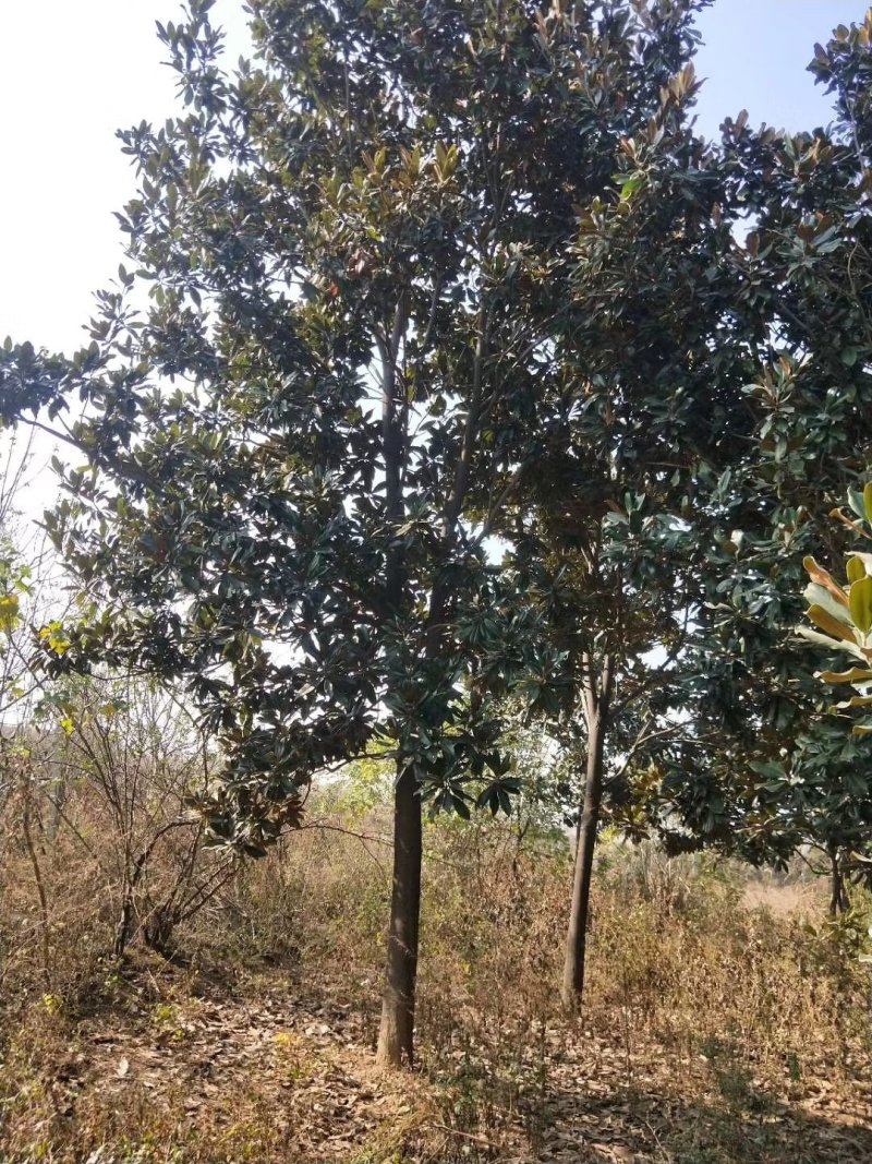 广玉兰，12公分精品广玉兰量最下的广玉兰基地
