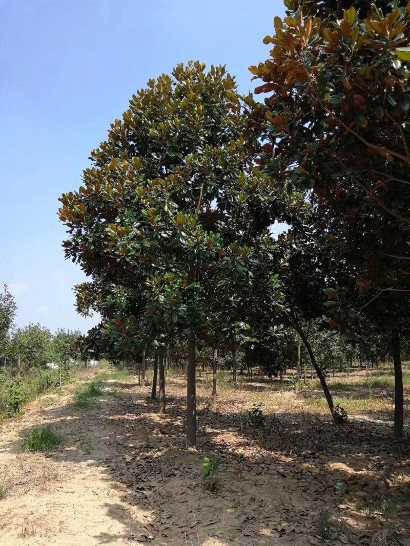 广玉兰，12公分精品广玉兰量最下的广玉兰基地