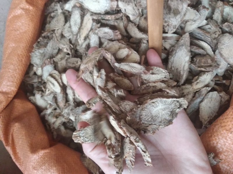 宽筋藤大片过粉