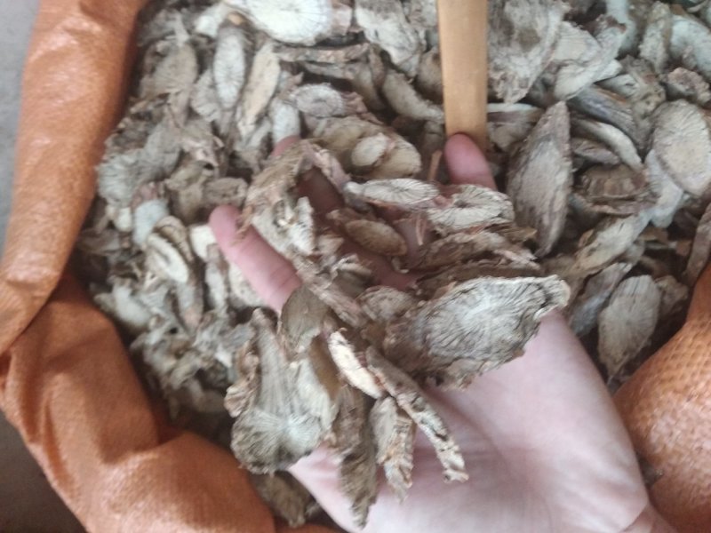 宽筋藤大片过粉