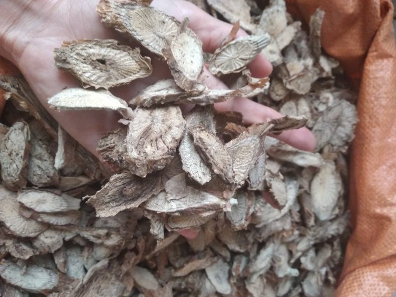 宽筋藤大片过粉