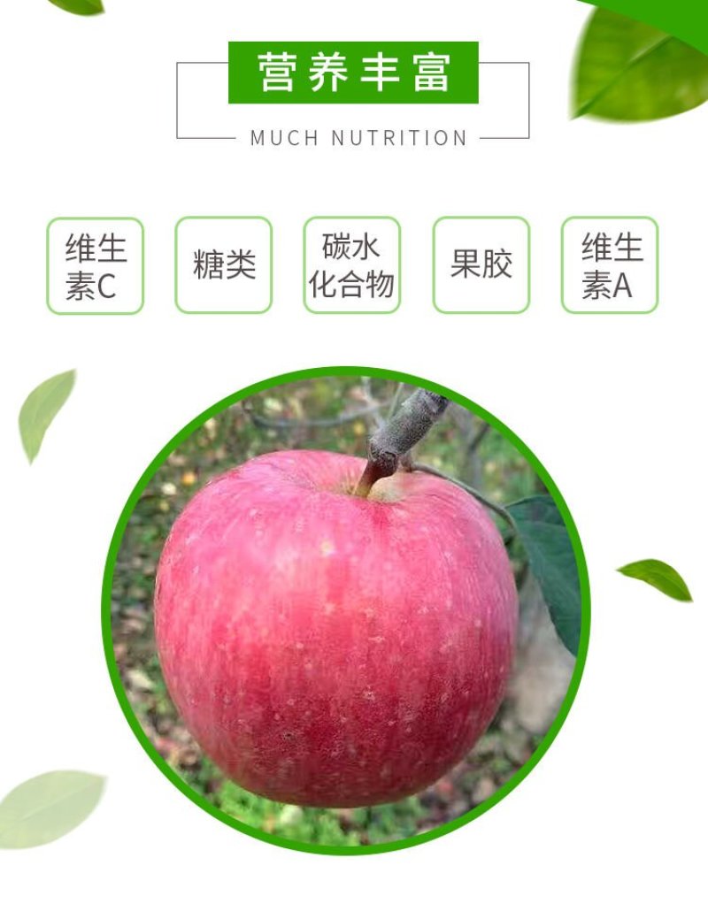 高山红苹果