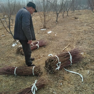 嫁接枝条蟠桃黄金冠油蟠桃芽体饱满包邮发货