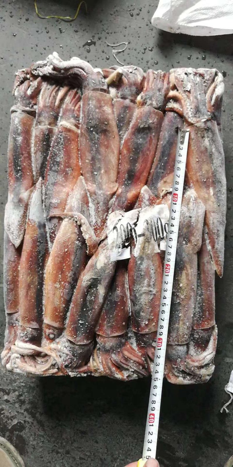 阿根廷鱿鱼原料拖网勾掉都有一手货源保证质量