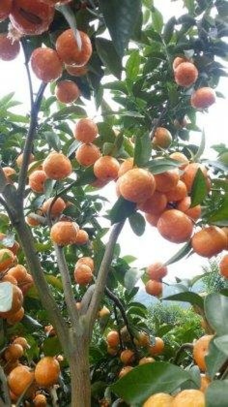 砂糖橘