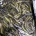 鲜活优质台湾泥鳅苗寸苗，放生，垂钓东北泥鳅