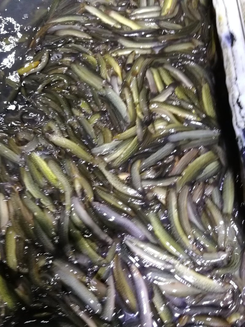 鲜活优质台湾泥鳅苗寸苗，放生，垂钓东北泥鳅