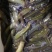 鲜活优质台湾泥鳅苗寸苗，放生，垂钓东北泥鳅