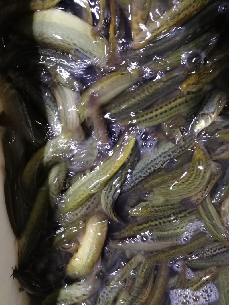 鲜活优质台湾泥鳅苗寸苗，放生，垂钓东北泥鳅