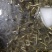 鲜活优质台湾泥鳅苗寸苗，放生，垂钓东北泥鳅