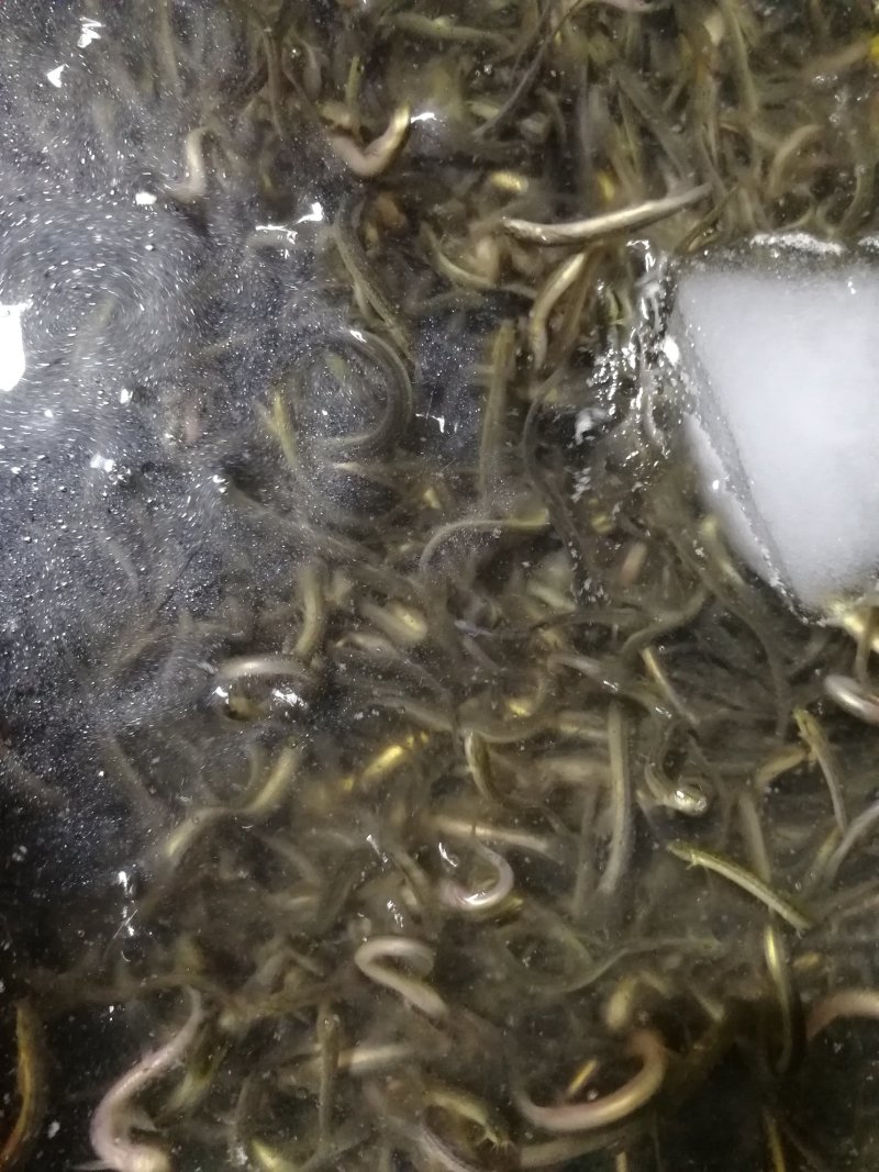 鲜活优质台湾泥鳅苗寸苗，放生，垂钓东北泥鳅