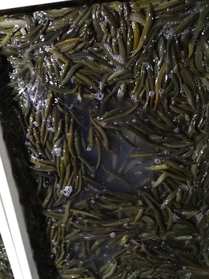 鲜活优质台湾泥鳅苗寸苗，放生，垂钓东北泥鳅