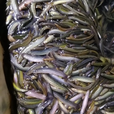 鲜活优质台湾泥鳅苗寸苗，放生，垂钓东北泥鳅