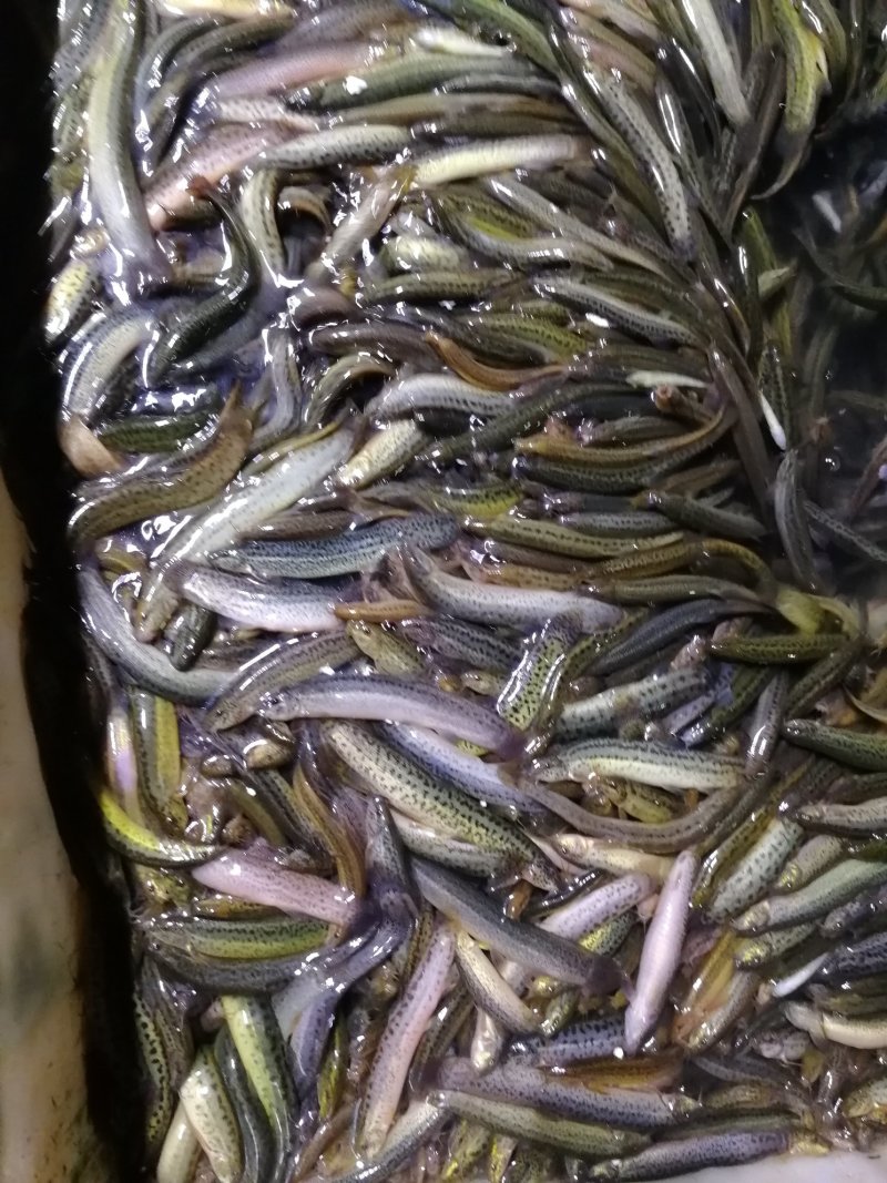 鲜活优质台湾泥鳅苗寸苗，放生，垂钓东北泥鳅