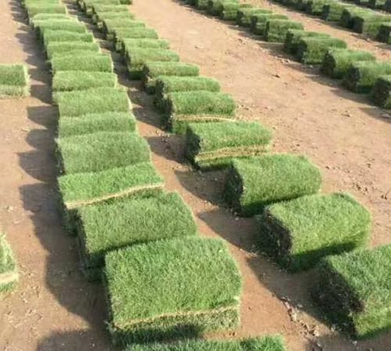 惠州绿化草皮基地