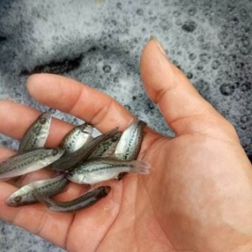 加洲鲈鱼苗，加州鲈鱼水花等