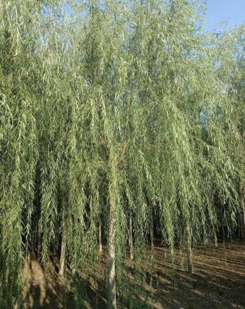柳树