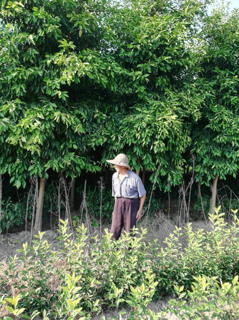 香橼树