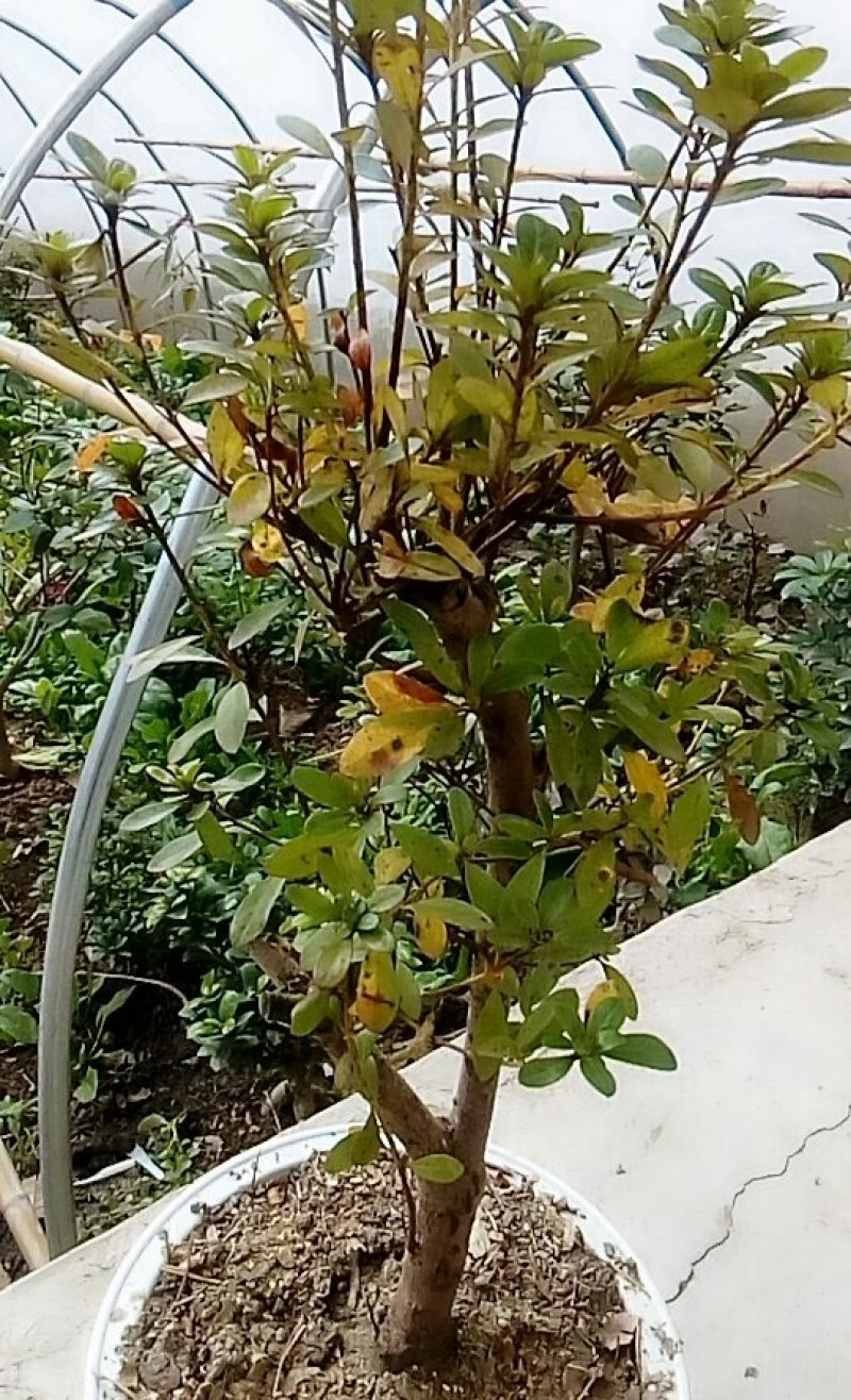 皋月杜鹃