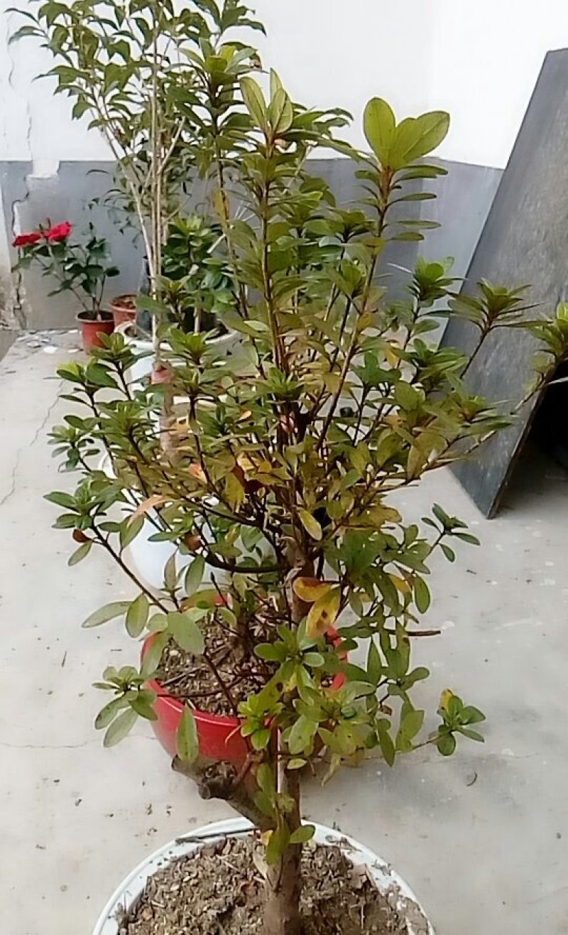 皋月杜鹃