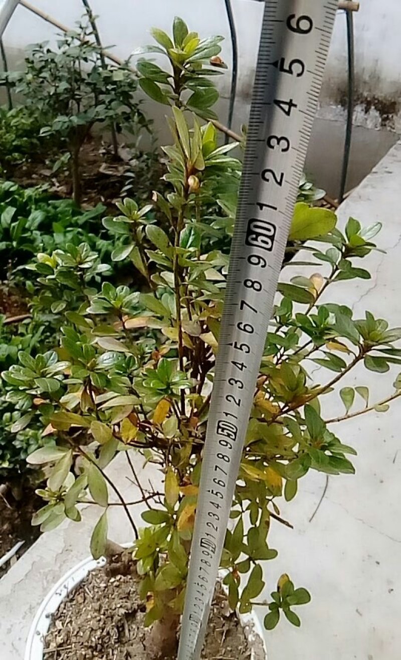 皋月杜鹃