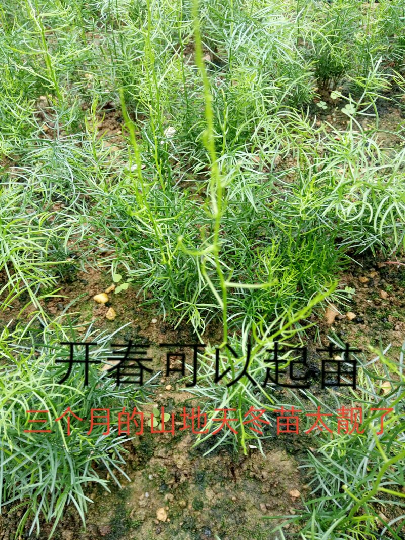 天冬苗