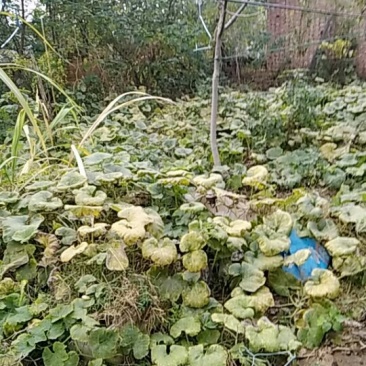 5年生的梨树
