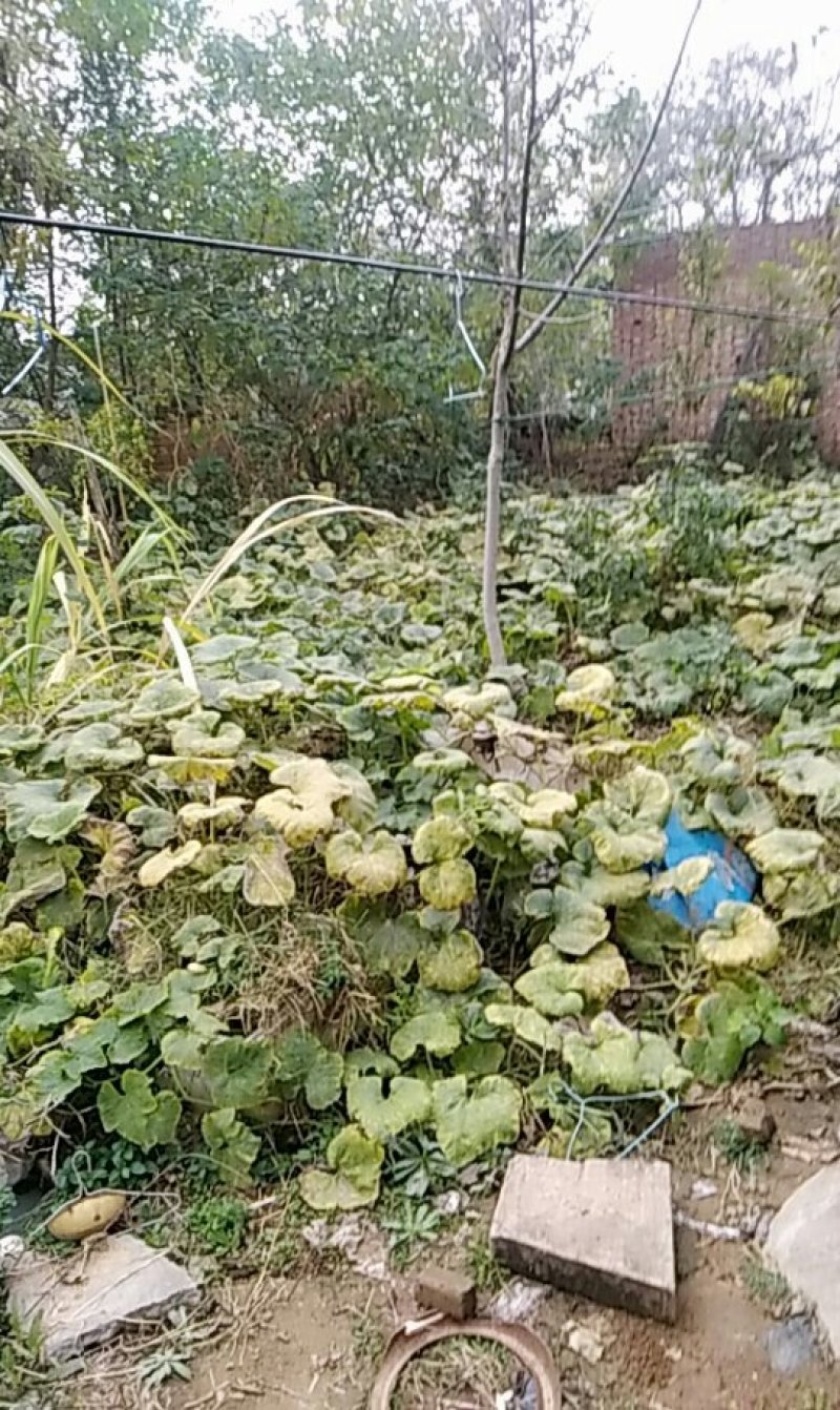5年生的梨树