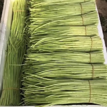 基地鲜嫩有机芦蒿火热上市中