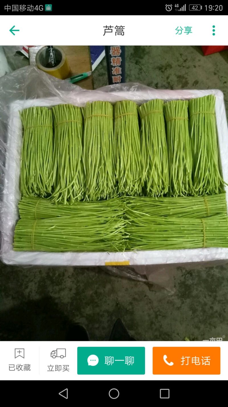 基地鲜嫩有机芦蒿火热上市中