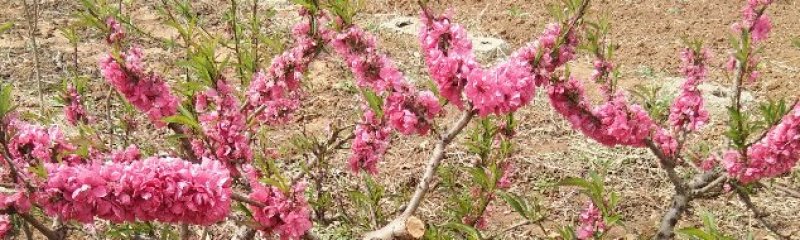 碧桃花
