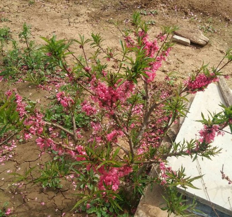 碧桃花