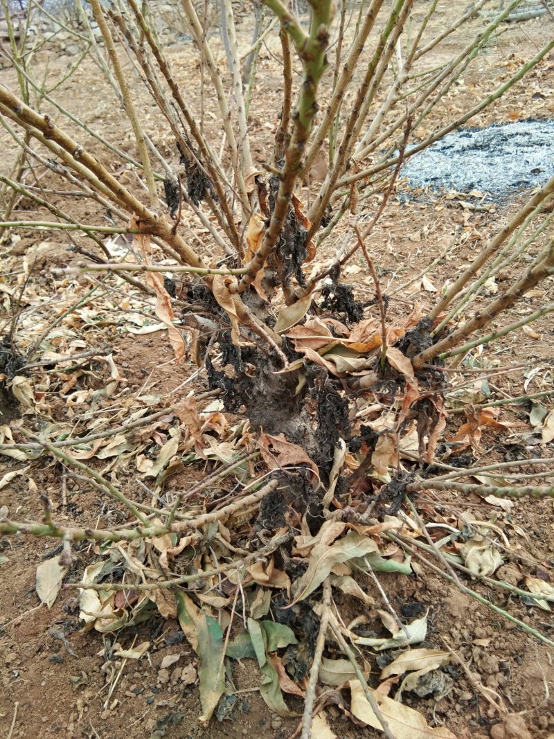 碧桃花