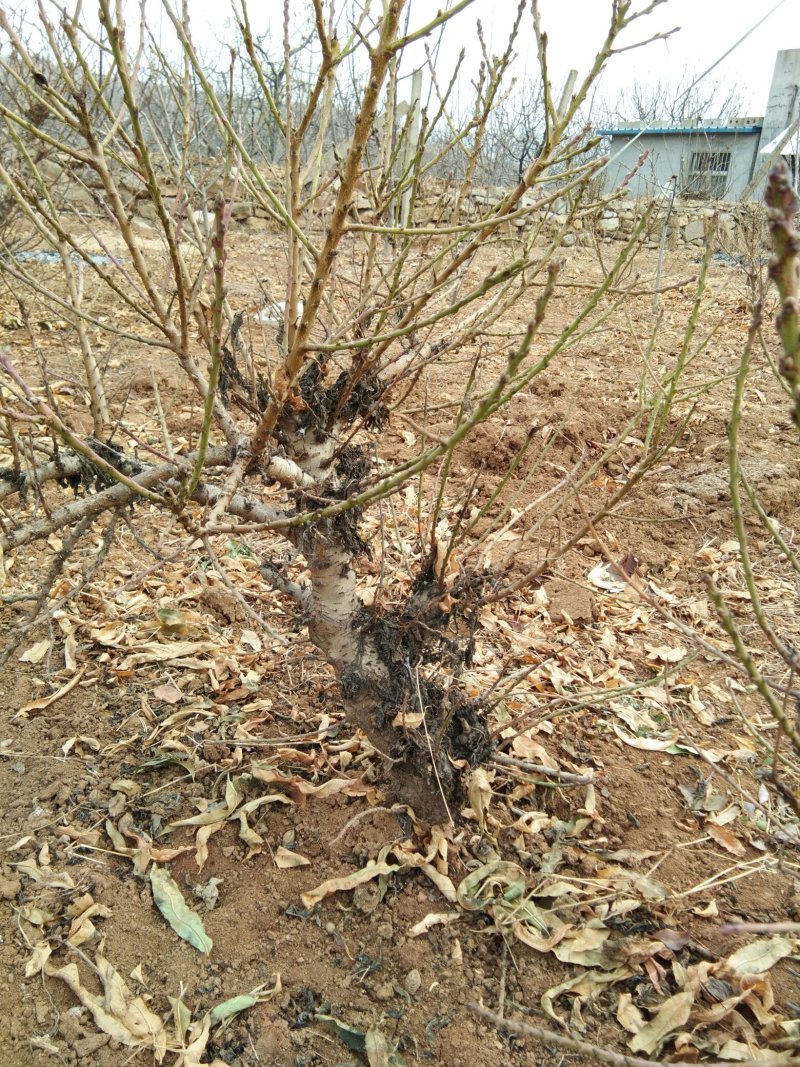 碧桃花