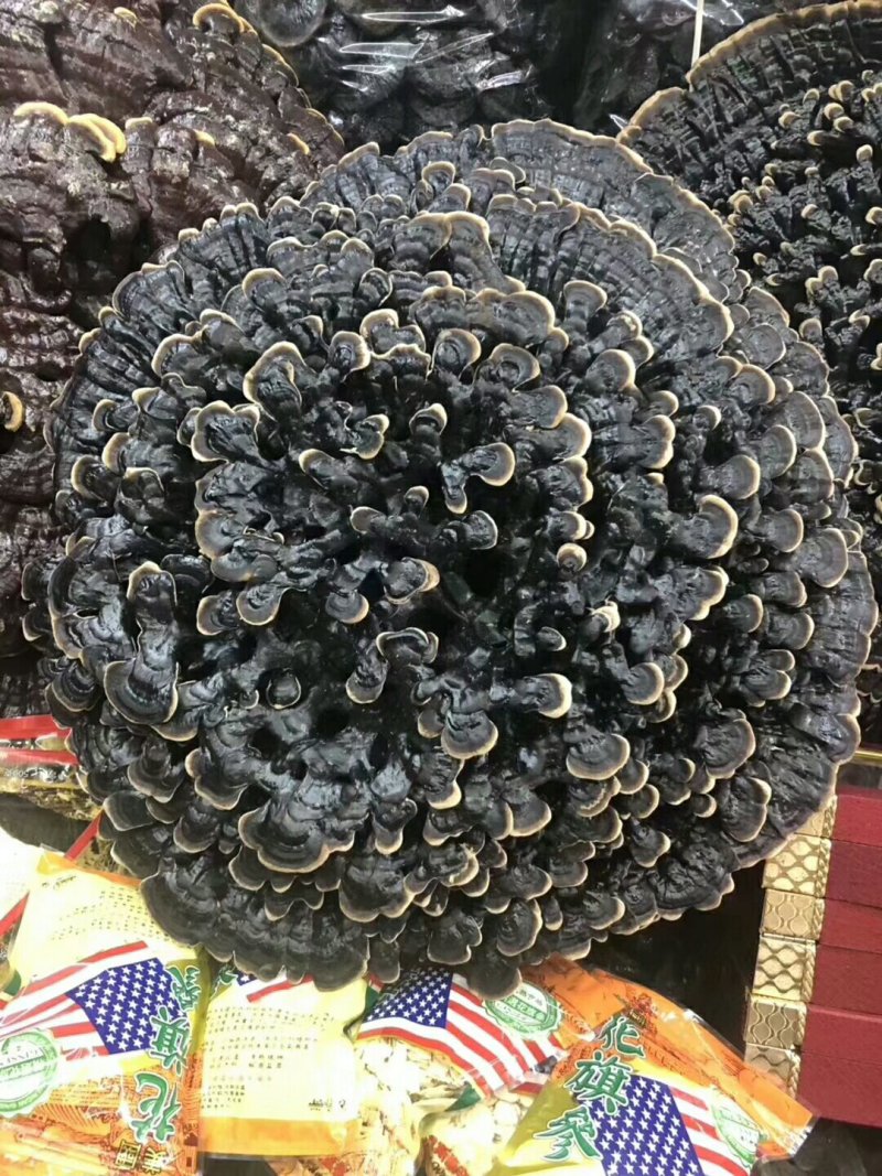 千层灵芝，一个包邮